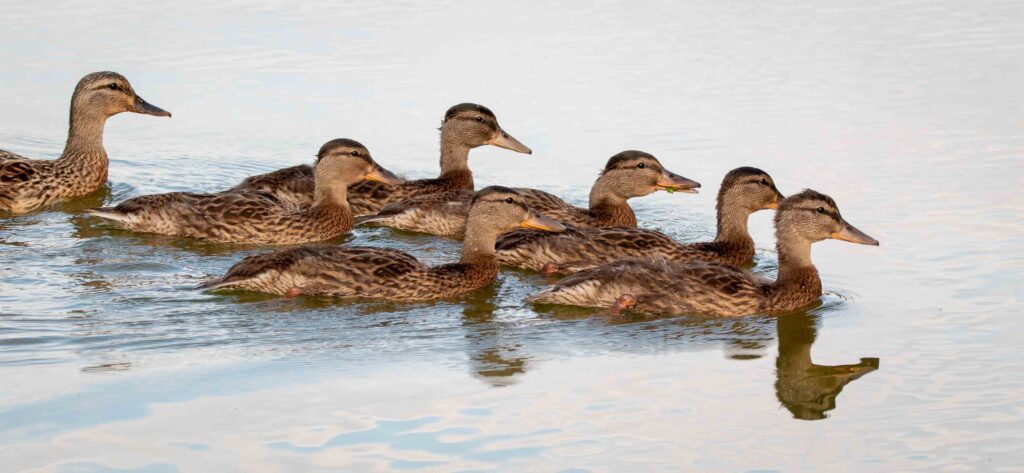 A group of ducks gracefully swimming in a body of water.